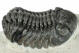 Bargain, Morocops Trilobite - Large Specimen #287374-2